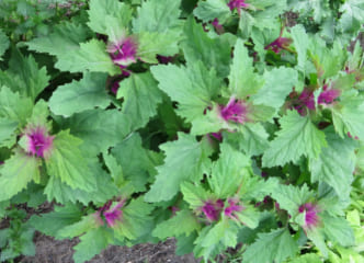 Afbeelding oogstperiode BOOMSPINAZIE,