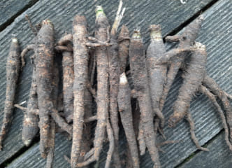 Afbeelding oogstperiode HAVERWORTEL,