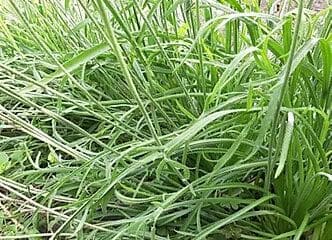 Afbeelding oogstperiode LANDKRAAL,