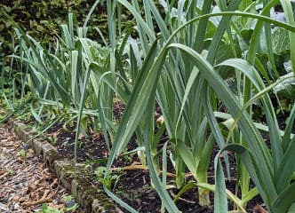 Afbeelding oogstperiode PREI, Winterprei - Géants des Vennes