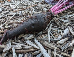 Afbeelding oogstperiode BIET, Rode Biet - Oerbiet