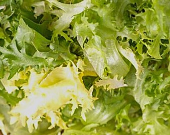 Afbeelding oogstperiode ANDIJVIE, Frisée très fine de Bruxelles